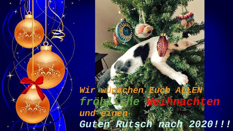 Katze im Weihnachtsbaum
