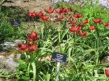 thumbnails/013-FR-BotGart-01-Mai-2019_0016_ji.jpg.small.jpeg