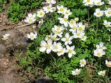 thumbnails/014-FR-BotGart-01-Mai-2019_0017_ji.jpg.small.jpeg