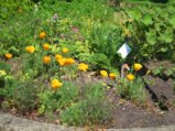 thumbnails/033-FR-BotGart-01-Mai-2019_0037_ji.jpg.small.jpeg