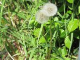 thumbnails/044-FR-BotGart-01-Mai-2019_0049_ji.jpg.small.jpeg