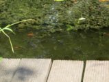 thumbnails/022-Spaziergang zum See_0023_ji.jpg.small.jpeg