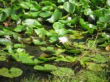 thumbnails/024-Spaziergang zum See_0025_ji.jpg.small.jpeg