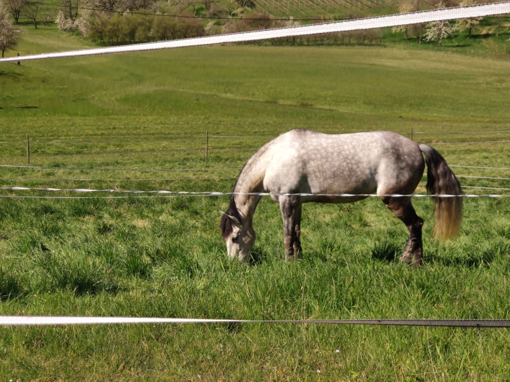 ../previews/023-Wildtal-Heuweiler_20200405_141046.jpg.medium.jpeg