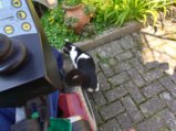 thumbnails/003-Wildtal-Heuweiler_20200405_130942.jpg.small.jpeg