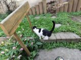 thumbnails/004-Wildtal-Heuweiler_20200405_130948.jpg.small.jpeg