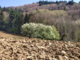 thumbnails/015-Wildtal-Heuweiler_20200405_135209.jpg.small.jpeg