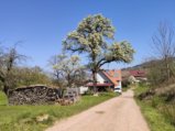thumbnails/020-Wildtal-Heuweiler_20200405_140550.jpg.small.jpeg