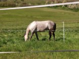 thumbnails/022-Wildtal-Heuweiler_20200405_141041.jpg.small.jpeg