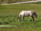 thumbnails/023-Wildtal-Heuweiler_20200405_141046.jpg.small.jpeg