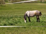 thumbnails/025-Wildtal-Heuweiler_20200405_141057.jpg.small.jpeg
