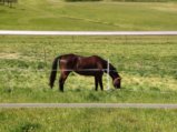 thumbnails/028-Wildtal-Heuweiler_20200405_141216.jpg.small.jpeg