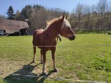 thumbnails/029-Wildtal-Heuweiler_20200405_141957.jpg.small.jpeg