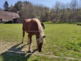 thumbnails/030-Wildtal-Heuweiler_20200405_142004.jpg.small.jpeg