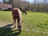 thumbnails/031-Wildtal-Heuweiler_20200405_142011.jpg.small.jpeg