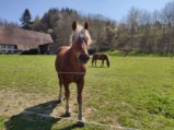 thumbnails/032-Wildtal-Heuweiler_20200405_142018.jpg.small.jpeg