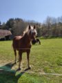 thumbnails/033-Wildtal-Heuweiler_20200405_142024.jpg.small.jpeg