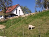thumbnails/035-Wildtal-Heuweiler_20200405_142241.jpg.small.jpeg