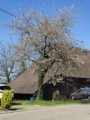 thumbnails/039-Wildtal-Heuweiler_20200405_143112.jpg.small.jpeg