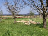 thumbnails/044-Wildtal-Heuweiler_20200405_144753.jpg.small.jpeg