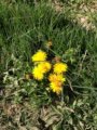 thumbnails/047-Wildtal-Heuweiler_20200405_150010.jpg.small.jpeg