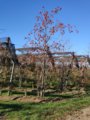 thumbnails/013-DVT_20201118_143049.jpg.small.jpeg