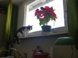 thumbnails/001-06_Mimi.jpg.small.jpeg