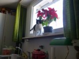 thumbnails/006-09_Mimi.jpg.small.jpeg