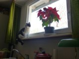 thumbnails/007-07_Mimi.jpg.small.jpeg
