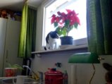 thumbnails/008-08_Mimi.jpg.small.jpeg