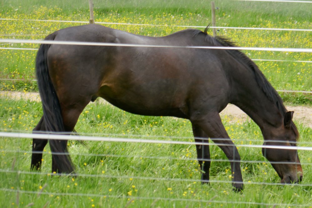 ../previews/029-Heuweiler-Wildttal-FIN-040_ji.jpg.medium.jpeg