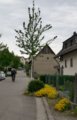 thumbnails/014-Heuweiler-Wildttal-FIN-022_ji.jpg.small.jpeg