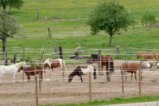 thumbnails/021-Heuweiler-Wildttal-FIN-032_ji.jpg.small.jpeg
