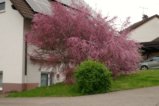 thumbnails/022-Heuweiler-Wildttal-FIN-033_ji.jpg.small.jpeg