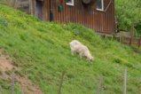 thumbnails/026-Heuweiler-Wildttal-FIN-037_ji.jpg.small.jpeg