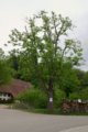 thumbnails/027-Heuweiler-Wildttal-FIN-038_ji.jpg.small.jpeg