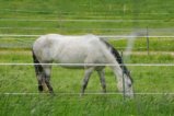 thumbnails/028-Heuweiler-Wildttal-FIN-039_ji.jpg.small.jpeg