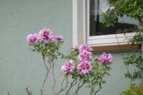 thumbnails/045-Heuweiler-Wildttal-FIN-060_ji.jpg.small.jpeg