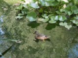 thumbnails/024-7ter-Spaziergang-SSF-FIN-011_ji.jpg.small.jpeg