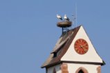 thumbnails/031-Zaehringer-Burg-Tour-V1-FIN-033_ji.jpg.small.jpeg