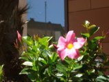 thumbnails/001-Spaziergang mit Walz 02.jpg.small.jpeg