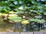 thumbnails/019-Ernte Dank Tag_0024_ji.jpg.small.jpeg