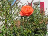 thumbnails/022-Ernte Dank Tag_0027_ji.jpg.small.jpeg