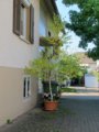thumbnails/024-Ernte Dank Tag_0029_ji.jpg.small.jpeg